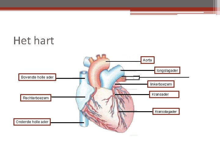 Het hart Aorta longslagader Bovenste holle ader linkerboezem Rechterboezem Kransader Kransslagader Onderste holle ader