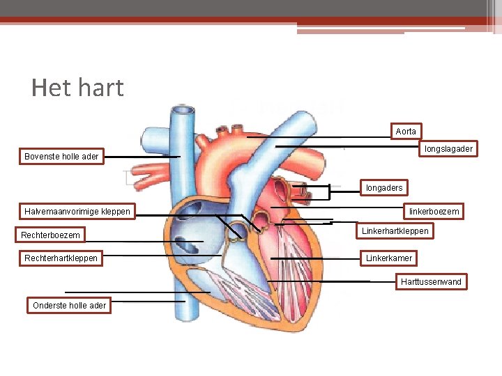 Het hart Aorta longslagader Bovenste holle ader longaders Halvemaanvorimige kleppen Rechterboezem Rechterhartkleppen linkerboezem Linkerhartkleppen