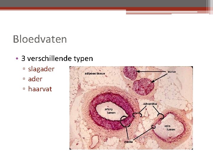 Bloedvaten • 3 verschillende typen ▫ slagader ▫ haarvat 