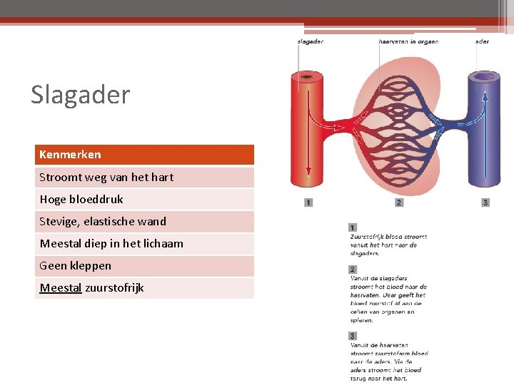 Slagader Kenmerken Stroomt weg van het hart Hoge bloeddruk Stevige, elastische wand Meestal diep