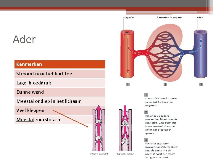 Ader Kenmerken Stroomt naar het hart toe Lage bloeddruk Dunne wand Meestal ondiep in