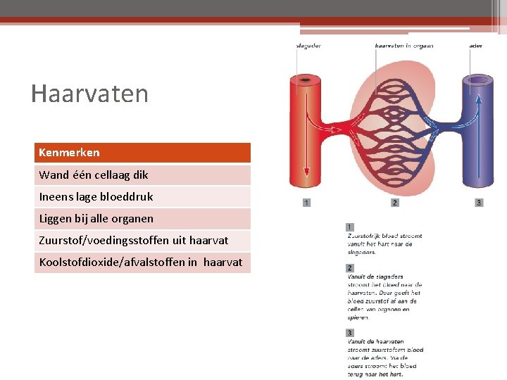 Haarvaten Kenmerken Wand één cellaag dik Ineens lage bloeddruk Liggen bij alle organen Zuurstof/voedingsstoffen