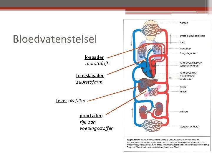 Bloedvatenstelsel longader zuurstofrijk longslagader zuurstofarm lever als filter poortader: rijk aan voedingsstoffen 