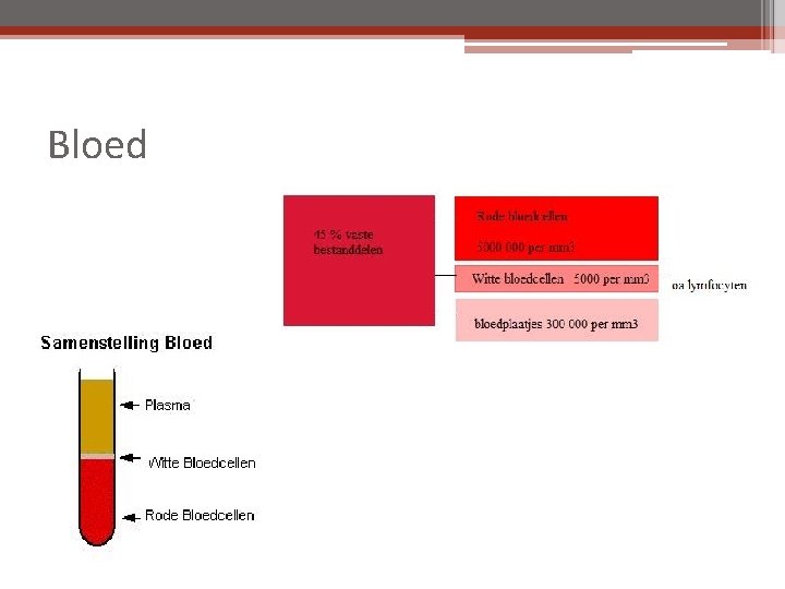 Bloed 