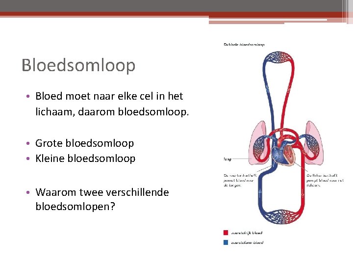 Bloedsomloop • Bloed moet naar elke cel in het lichaam, daarom bloedsomloop. • Grote
