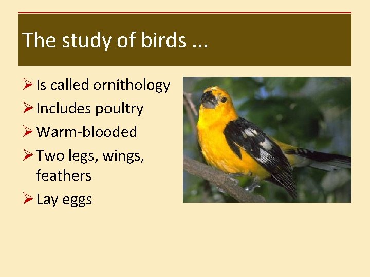 The study of birds. . . Ø Is called ornithology Ø Includes poultry Ø