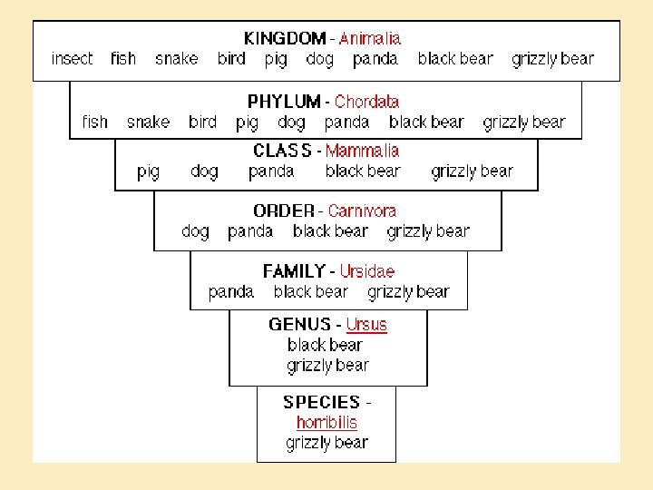 Overview of Small Animal Science Objectives Define the