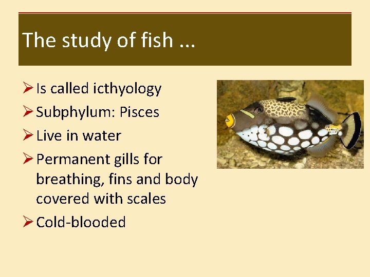 The study of fish. . . Ø Is called icthyology Ø Subphylum: Pisces Ø