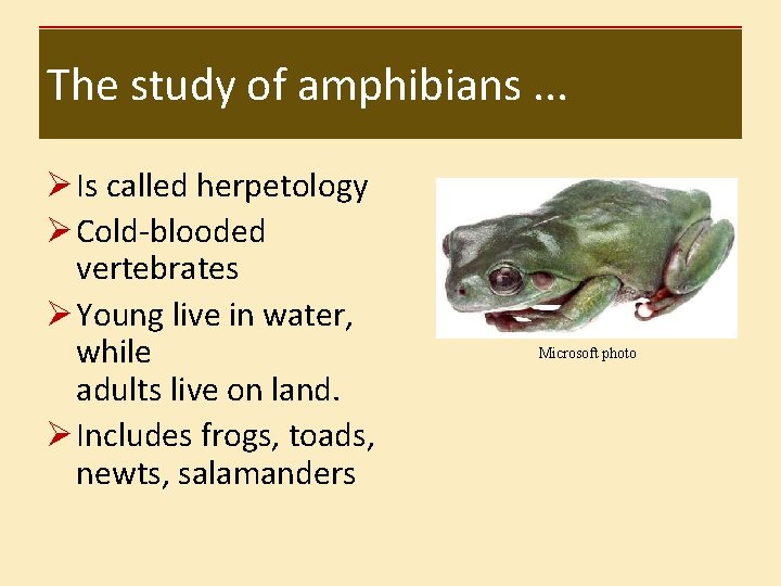 The study of amphibians. . . Ø Is called herpetology Ø Cold-blooded vertebrates Ø