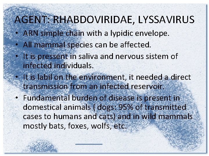 AGENT: RHABDOVIRIDAE, LYSSAVIRUS • ARN simple chain with a lypidic envelope. • All mammal