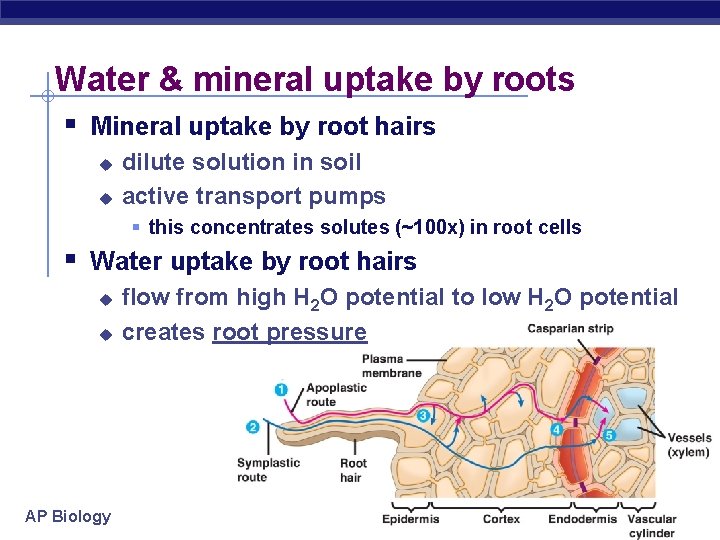 Water & mineral uptake by roots § Mineral uptake by root hairs u u