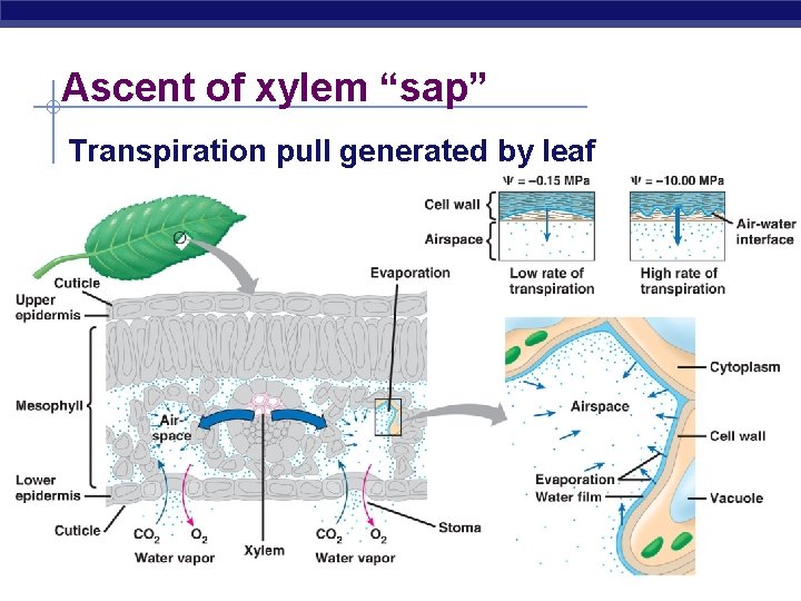 Ascent of xylem “sap” Transpiration pull generated by leaf AP Biology 