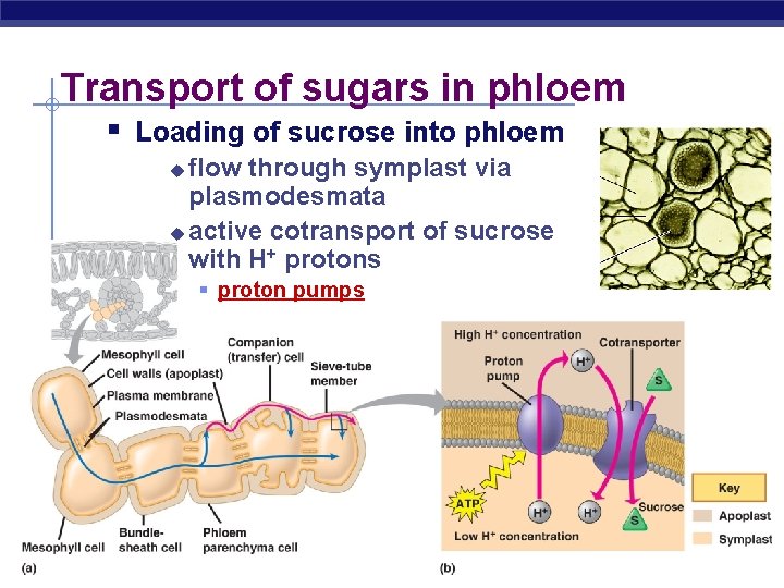 Transport of sugars in phloem § Loading of sucrose into phloem flow through symplast