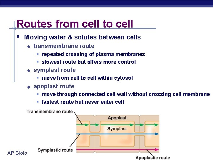 Routes from cell to cell § Moving water & solutes between cells u transmembrane