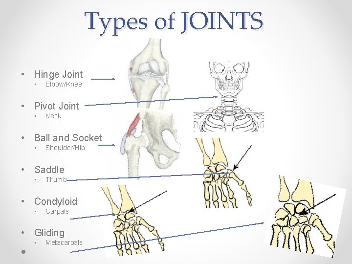 Types of JOINTS • Hinge Joint • Elbow/Knee • Pivot Joint • Neck • Types of JOINTS • Hinge Joint • Elbow/Knee • Pivot Joint • Neck •