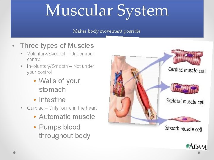 Muscular System Makes body movement possible • Three types of Muscles • • Voluntary/Skeletal Muscular System Makes body movement possible • Three types of Muscles • • Voluntary/Skeletal