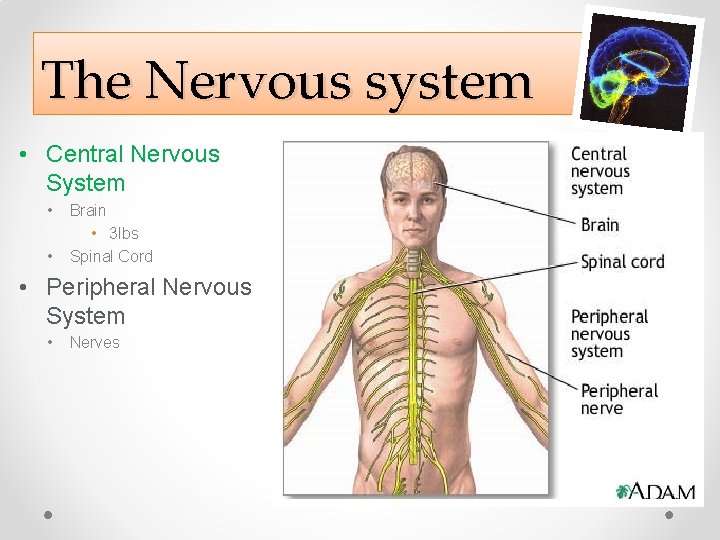 The Nervous system • Central Nervous System • • Brain • 3 lbs Spinal The Nervous system • Central Nervous System • • Brain • 3 lbs Spinal