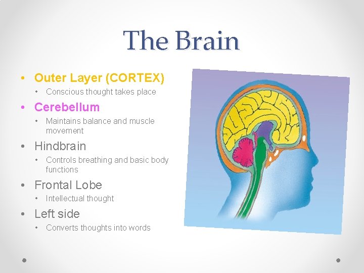 The Brain • Outer Layer (CORTEX) • Conscious thought takes place • Cerebellum • The Brain • Outer Layer (CORTEX) • Conscious thought takes place • Cerebellum •