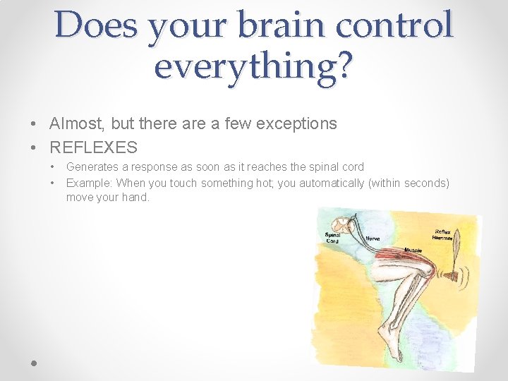 Does your brain control everything? • Almost, but there a few exceptions • REFLEXES Does your brain control everything? • Almost, but there a few exceptions • REFLEXES