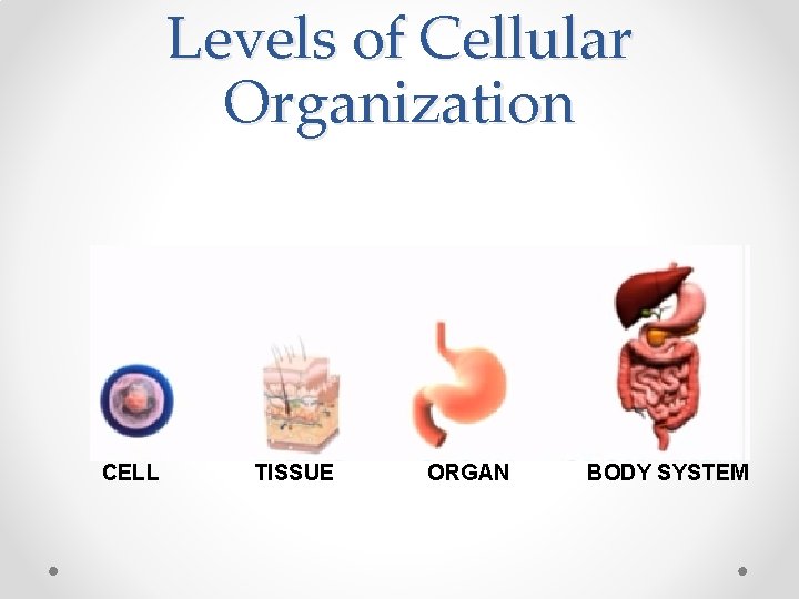 Levels of Cellular Organization CELL TISSUE ORGAN BODY SYSTEM Levels of Cellular Organization CELL TISSUE ORGAN BODY SYSTEM
