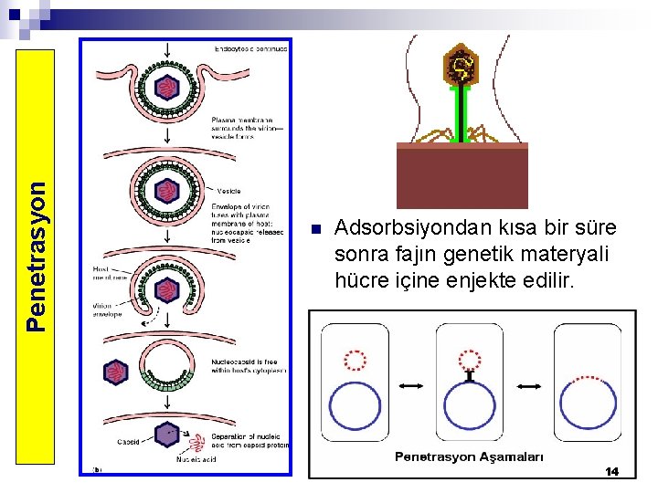 Penetrasyon n Adsorbsiyondan kısa bir süre sonra fajın genetik materyali hücre içine enjekte edilir.