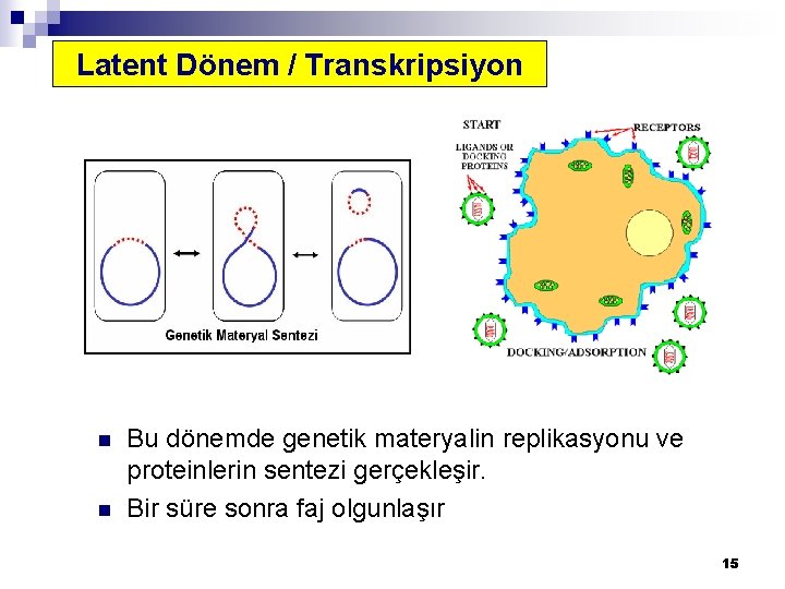 Latent Dönem / Transkripsiyon n n Bu dönemde genetik materyalin replikasyonu ve proteinlerin sentezi