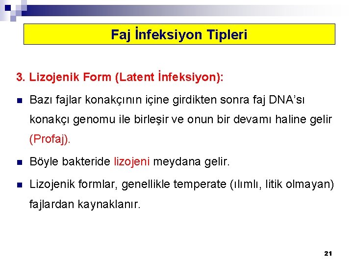 Faj İnfeksiyon Tipleri 3. Lizojenik Form (Latent İnfeksiyon): n Bazı fajlar konakçının içine girdikten