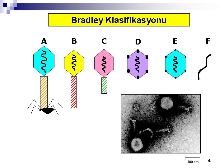 Bradley Klasifikasyonu A B C D E F 4 