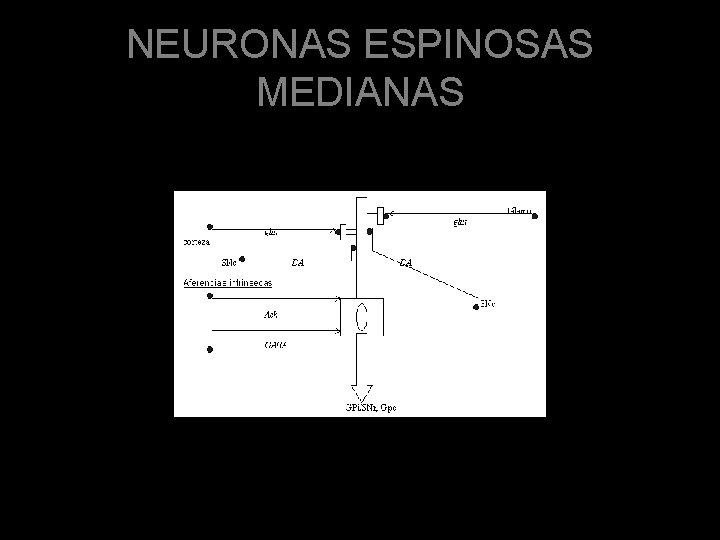 NEURONAS ESPINOSAS MEDIANAS 