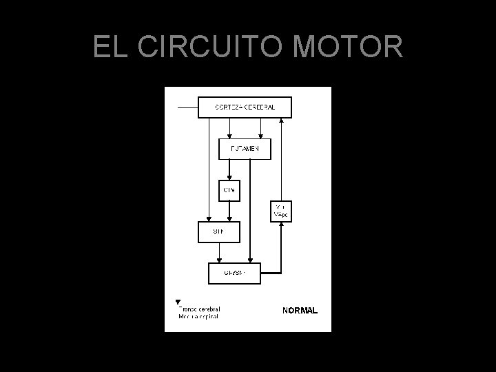 EL CIRCUITO MOTOR 