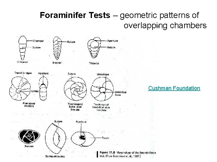 Foraminifer Tests – geometric patterns of overlapping chambers Cushman Foundation 