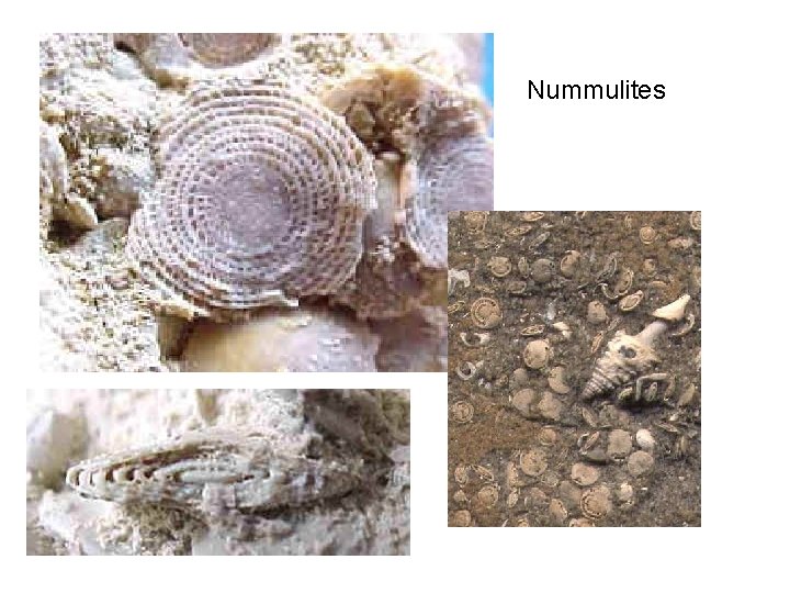 Nummulites 
