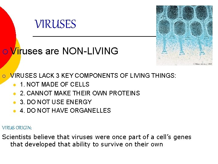 VIRUSES ¡ Viruses ¡ are NON-LIVING VIRUSES LACK 3 KEY COMPONENTS OF LIVING THINGS: