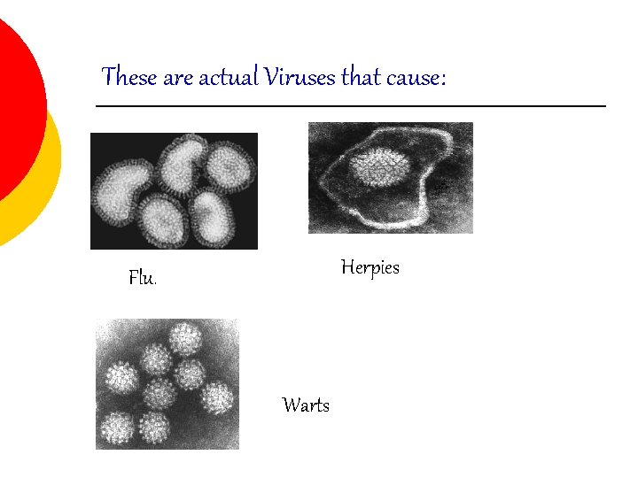 These are actual Viruses that cause: Herpies Flu. Warts 