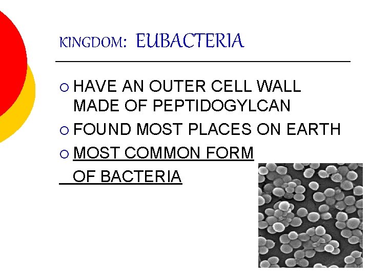 KINGDOM: ¡ HAVE EUBACTERIA AN OUTER CELL WALL MADE OF PEPTIDOGYLCAN ¡ FOUND MOST