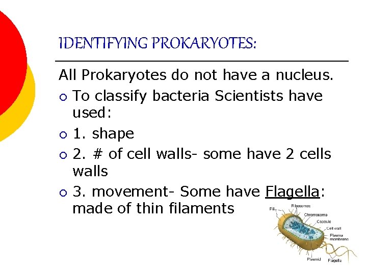 IDENTIFYING PROKARYOTES: All Prokaryotes do not have a nucleus. ¡ To classify bacteria Scientists