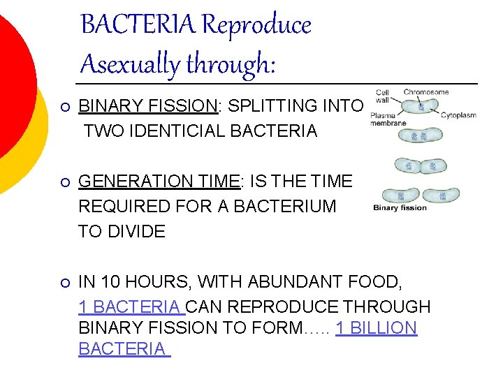 BACTERIA Reproduce Asexually through: ¡ BINARY FISSION: SPLITTING INTO TWO IDENTICIAL BACTERIA ¡ GENERATION