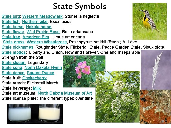 State Symbols State bird: Western Meadowlark, Sturnella neglecta State fish: Northern pike, Esox lucius