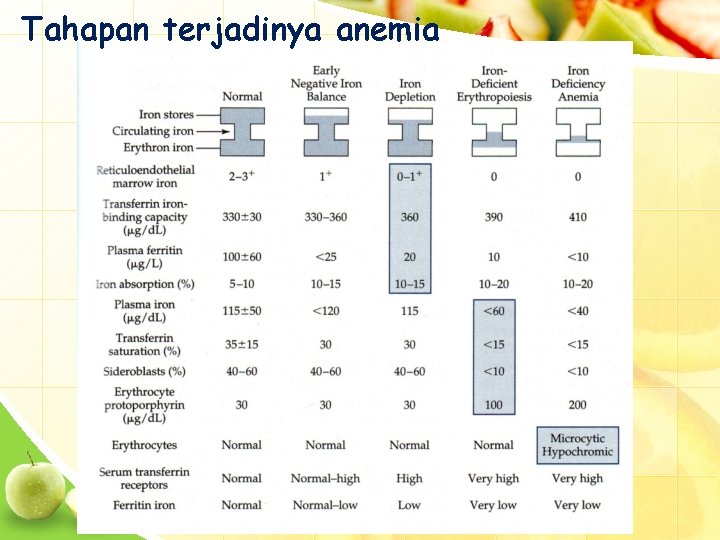 Tahapan terjadinya anemia 