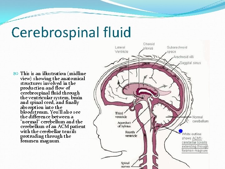 Cerebrospinal fluid This is an illustration (midline view) showing the anatomical structures involved in
