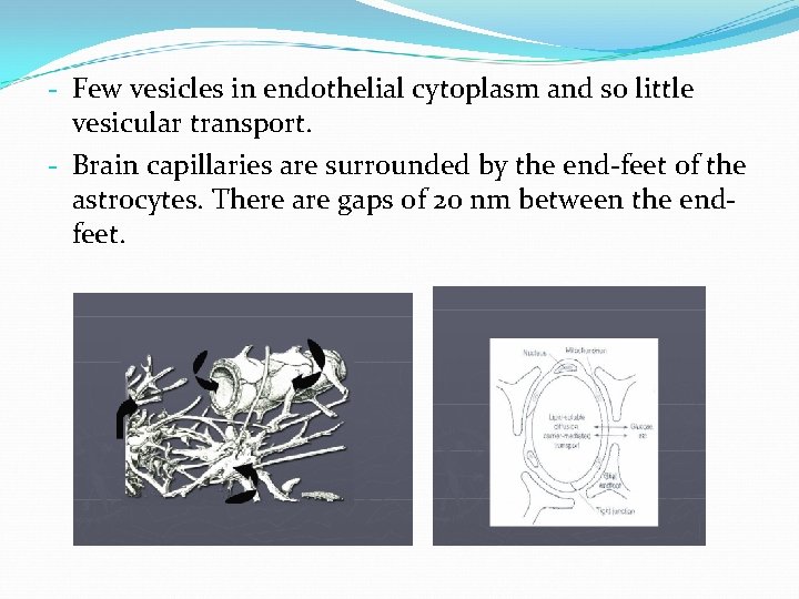 - Few vesicles in endothelial cytoplasm and so little vesicular transport. - Brain capillaries