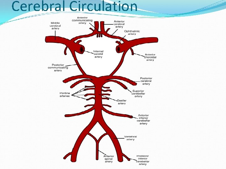 Cerebral Circulation 