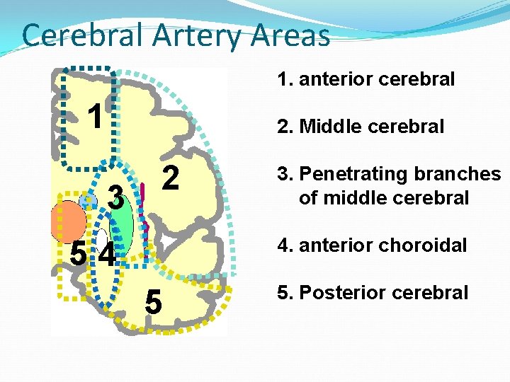 Cerebral Artery Areas 1. anterior cerebral 1 2. Middle cerebral 3 2 3. Penetrating