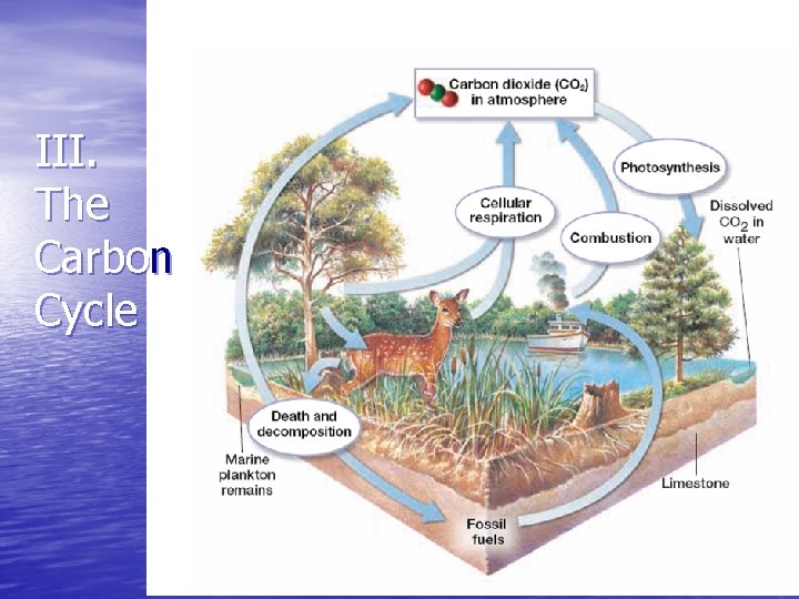 III. The Carbon Cycle 