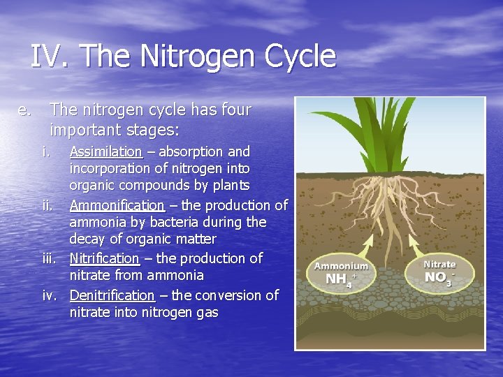 IV. The Nitrogen Cycle e. The nitrogen cycle has four important stages: i. Assimilation