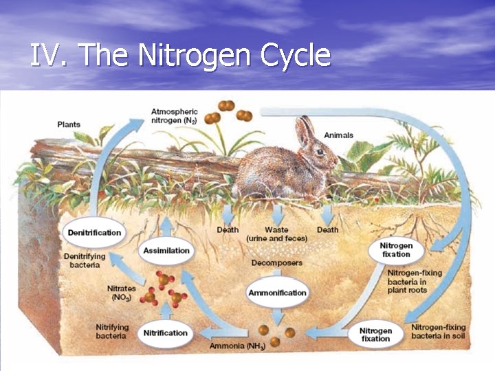 IV. The Nitrogen Cycle 