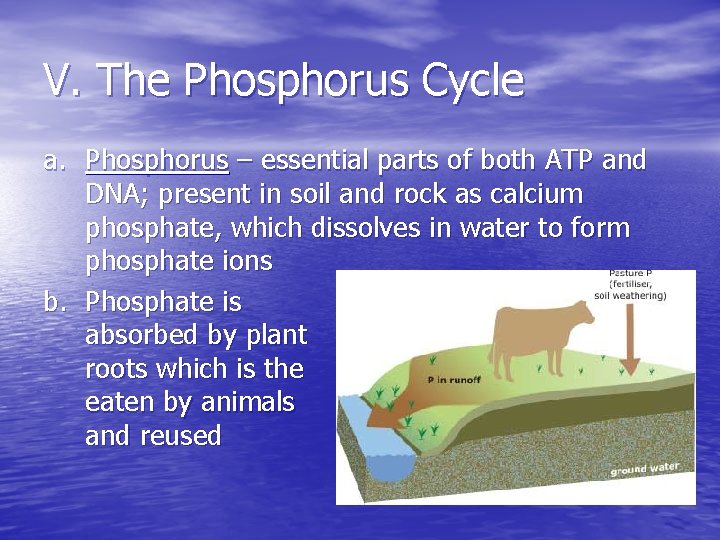 V. The Phosphorus Cycle a. Phosphorus – essential parts of both ATP and DNA;