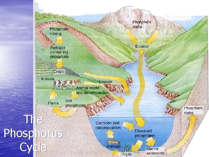 The Phosphorus Cycle 