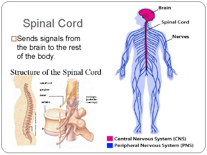 Spinal Cord �Sends signals from the brain to the rest of the body. Spinal Cord �Sends signals from the brain to the rest of the body.