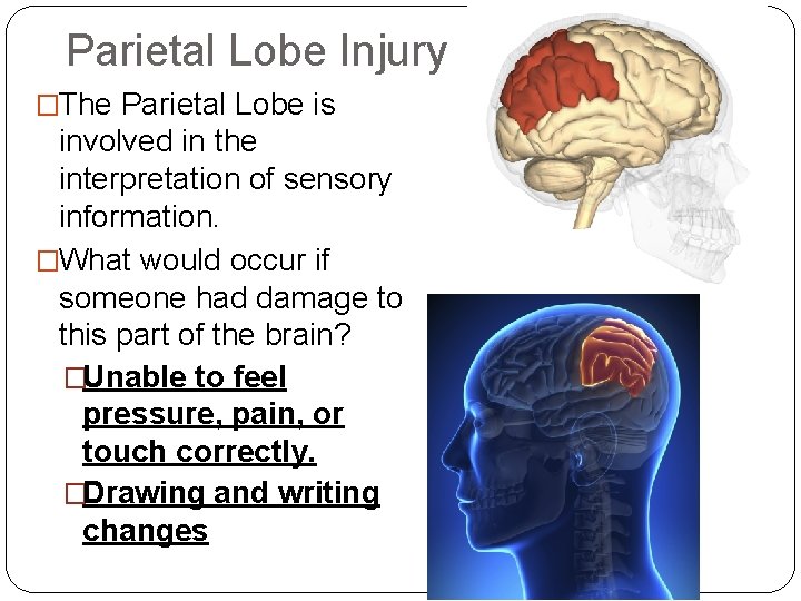 Parietal Lobe Injury �The Parietal Lobe is involved in the interpretation of sensory information. Parietal Lobe Injury �The Parietal Lobe is involved in the interpretation of sensory information.